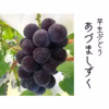 【夏ギフト】甘みたっぷり｢あづましずく｣＋おまかせぶどう2種