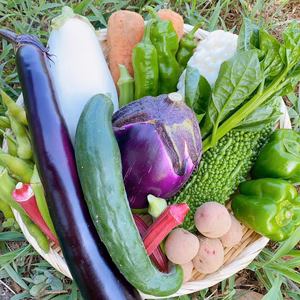 自然栽培・夏野菜おまかせ５品セット【農薬・肥料不使用】