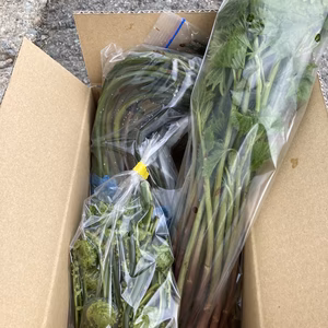 アク抜きわらび、アイコ＋旬の山菜