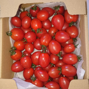 ミニトマト ななちゃん