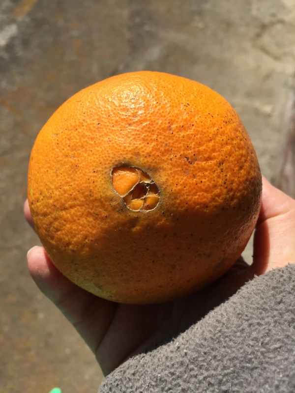 【農薬未使用】お試しネーブルオレンジ1キロ