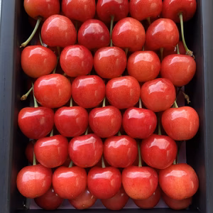 【クール便】贈答用 特大２Ｌ 紅秀峰 500g化粧箱