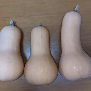 バターナッツ　西洋かぼちゃ　箱込5kg（5個）