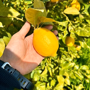 瀬戸内育ち☆越冬完熟レモン【防腐剤・ワックス不使用】