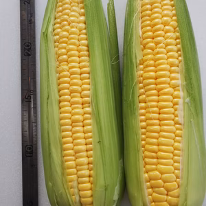 試験販売、トウモロコシ、次作の出品に向けて、ご感想ご意見をお願いします。