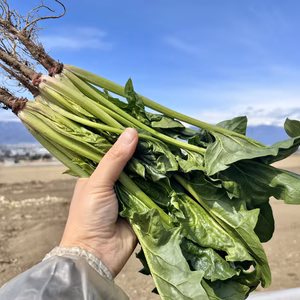 [箱いっぱい詰め]冬越し柔らか！[信州産] 根付きほうれん草