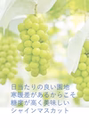 貯蔵 熟成 シャインマスカット　家庭用　贈答用　秋田県　糖度18度越え