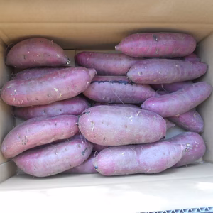 【台風15，19号支援、数量限定】エコファーマー認定　紅はるか　5ｋｇ　お徳用