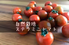 【自然栽培】旨味！固定種ステラミニトマト★農薬・肥料不使用｜プチトマト