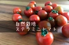 【自然栽培】旨味！固定種ステラミニトマト★農薬・肥料不使用｜プチトマト