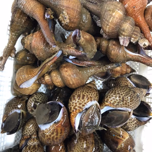 美保湾のアカベ&本バイセット