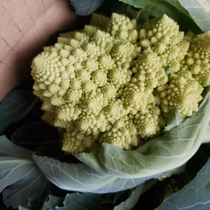 ロマネスコ２キロ入り