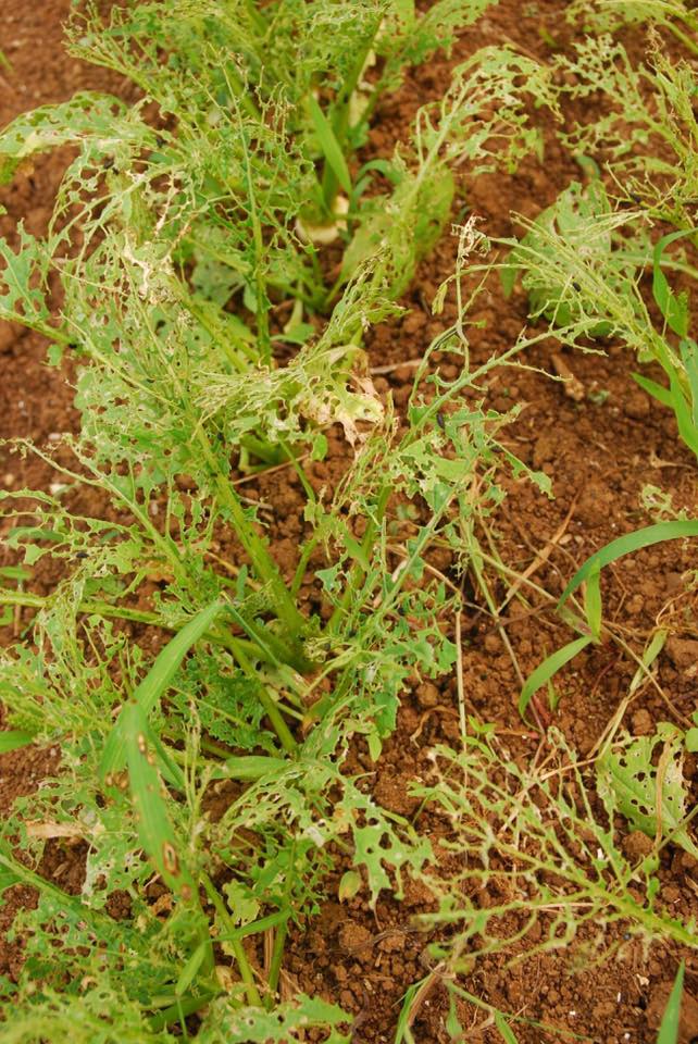 14702363_1245072155517316_5182043431074933295_n