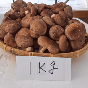 まるごと使える❗小さめ椎茸(菌床)1kg・注文受付12/16朝８時まで！！