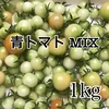 【川上農園】青トマト 変わった野菜が好きな方に✨ たっぷり1kg！