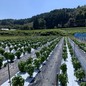 バジル農家の採れたて生バジル５００g以上ご購入の方期間限定送料無料！今だけ！