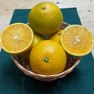 【ジューシー】鹿児島県産「スイートスプリング」