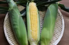 『極甘』早朝収穫スイートコーン