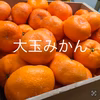 和歌山産 蔵出し みかん 超大玉　訳あり