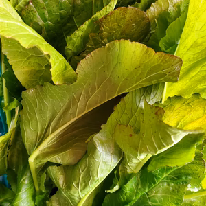 野沢菜2kg浅漬け作ってみませんか？✨信州諏訪湖の畔から