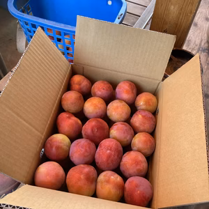 すもも【サマーエンジェル】傷あり・変形果、B品