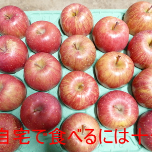 葉とらずふじ　家庭用（訳あり）※発送は12月20日以降を予定