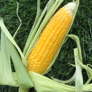 THE！朝採り！とうもろこし5本！＋お試し野菜5品セット