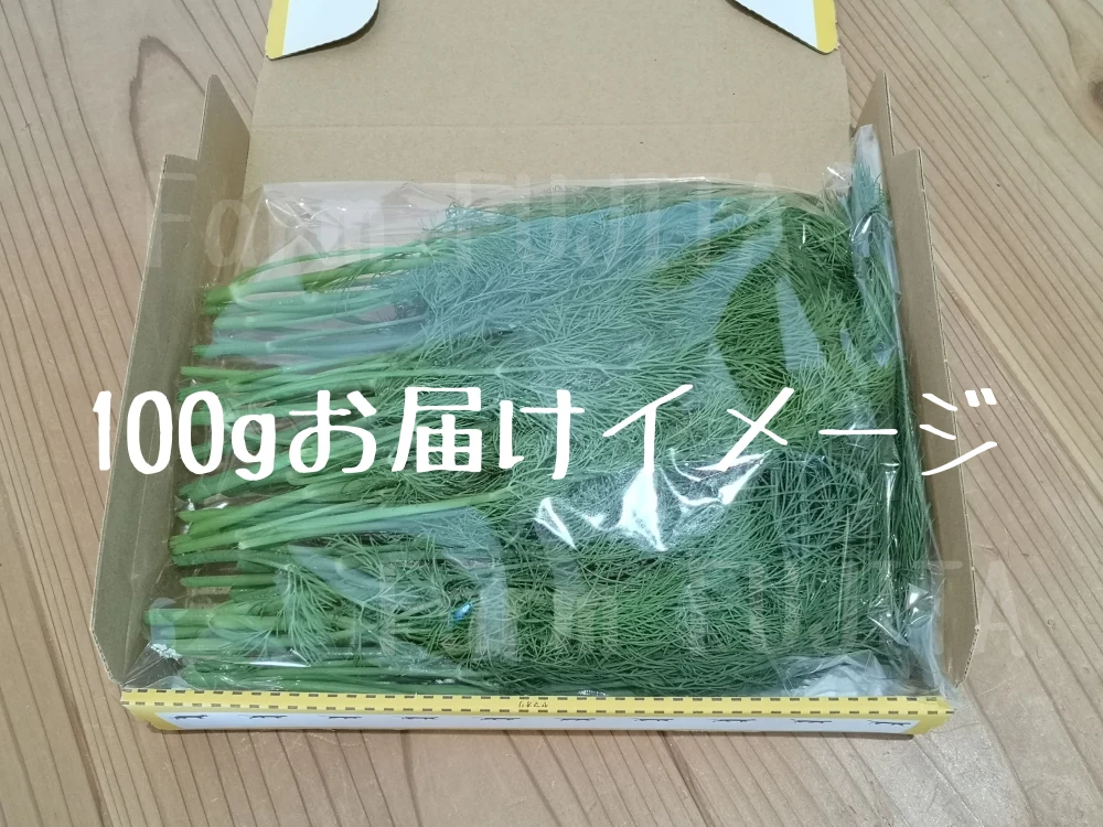 【摘みたてお届け】ディル☆クセになる香り！
