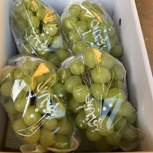 すぐ発送！家庭用シャインマス約1.7キロ3-5房（キズ、形不揃、割れなど）