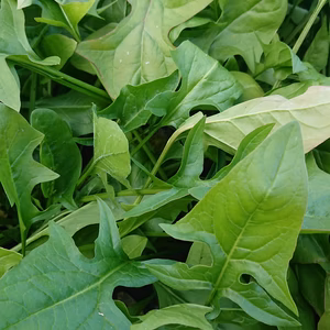 ✨甘いホウレン草✨ 2種食べ比べセット‼️