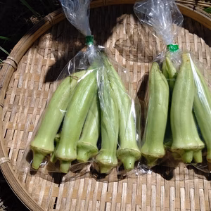 ポケマル４周年記念！数量限定！丸オクラのみ1.5kg！