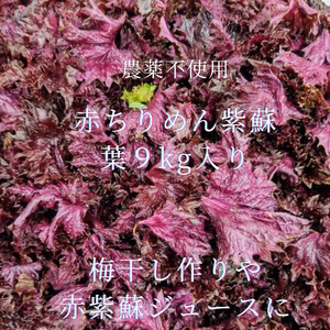 農薬不使用　赤紫蘇　葉　9kg