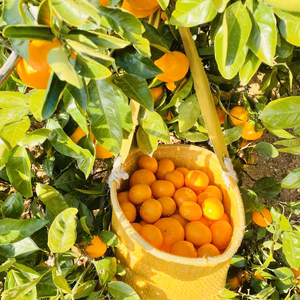 【送料無料❗️】愛媛県産『コク甘みかん』 小玉（ご家庭用）