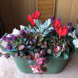 産直！冬を彩るガーデニングシクラメン(クリスマスカラー)の寄せ植え