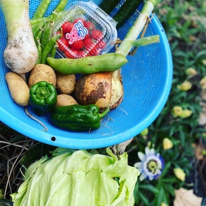 無農薬野菜　詰め合わせ