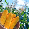 【採れたて】こだわりのスイートコーン【循環型農業】