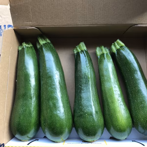 【鹿児島産】甘塩ズッキーニ箱込み1キロ^_^