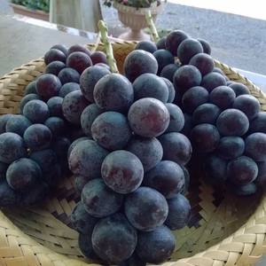  【特別栽培】ピオーネ(種なし)