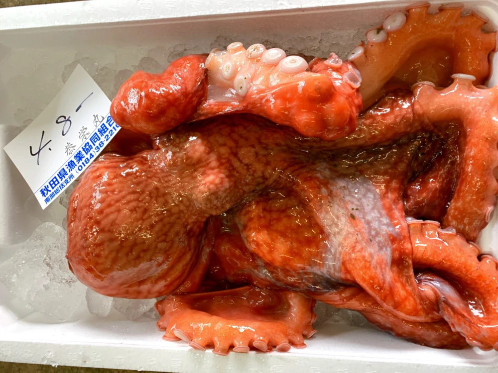 日本海産　ミズダコ‼️ 水蛸［生］タコ