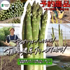 北海道栗山町産 春の朝どれ濃厚グリーンアスパラ【5月発送】