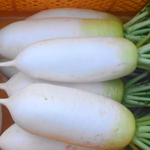 おでんの季節だ！ほっくほく！大根～8本＊農薬/化学肥料・不使用