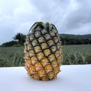 《完熟》石垣島産ジュワリーパイン