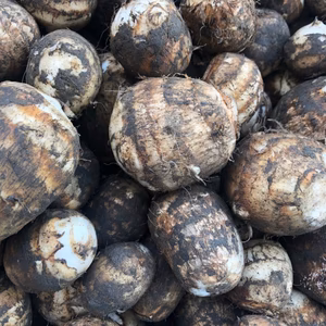 11月上旬発送【特別栽培】新潟県五泉産 大玉さといも 3kg(2L以上)