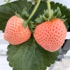 レア品種『桃薫』セット♡秋吉台のミネラルたっぷり!! Agri charmいちご