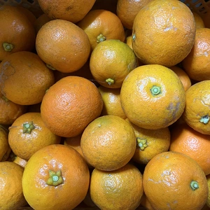 【農薬不使用】ジュースやお酒！料理にも美味しい橙【オリジナルレシピ付き！】