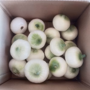 採れたて新鮮　白たまねぎ