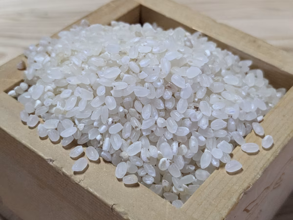 難あり　もっちり、つやつや！白米　喜多村家のお米　2023年産どんとこい