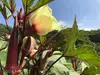 元気モリモリ‼️夏の土の子野菜セット【農薬、化学肥料不使用】