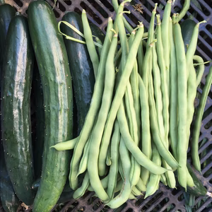 【お試しサイズ】きゅうり５本とインゲン300グラム以上