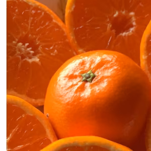 クレメンティン　希少みかん（スペインの味をご賞味下さい）